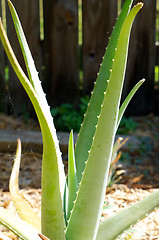 Image showing large aloe vera plant