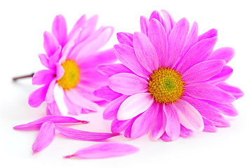 Image showing Pink flowers