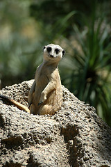 Image showing Meerkat