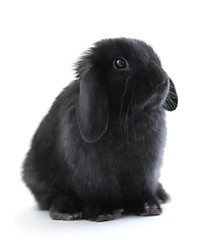 Image showing Bunny rabbit