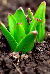 Image showing Spring shoots