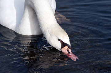 Image showing Swan