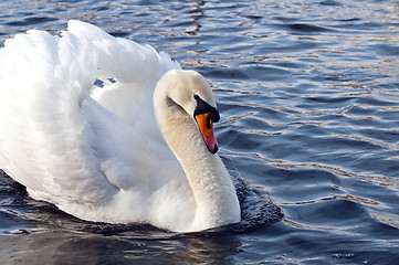 Image showing Swan