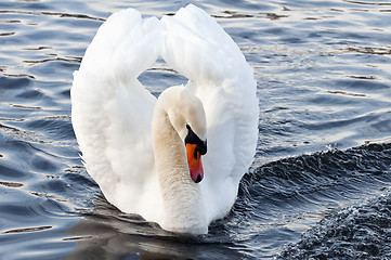 Image showing Swan