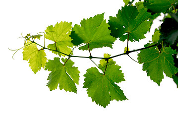 Image showing Grape vine