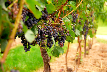 Image showing Grape vines