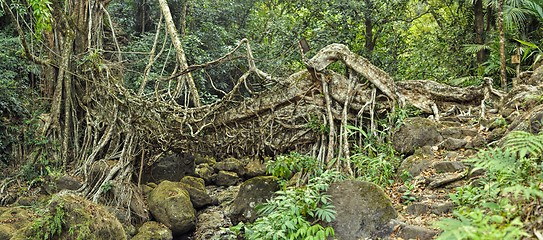 Image showing Old root bridge in India