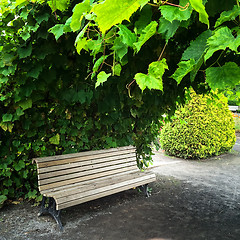 Image showing Wooden bench in summer garden