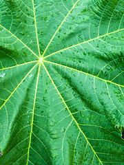 Image showing Green leaf in raindrops