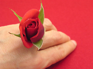 Image showing Red rose as finger emblazonment on red felt background