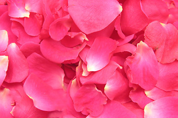 Image showing Pink petals of roses build a flowery background