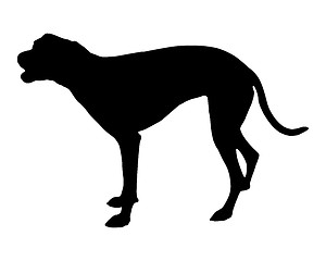 Image showing Barking dog