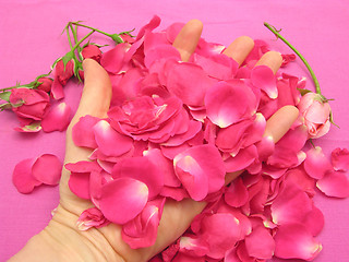 Image showing Pink rose buds and petals in open hand on pink linen background