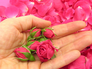 Image showing Pink rose buds in an open hand on background with petals