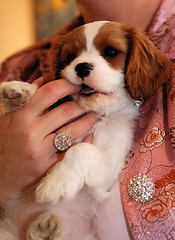 Image showing Cavalier King Charles Puppy