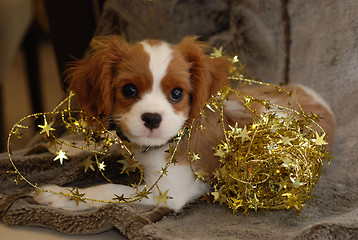 Image showing Christmas Spaniel