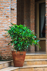 Image showing Potted plants on a front porch