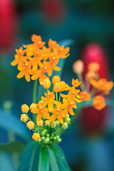 Image showing summer background with beautiful yellow flowers