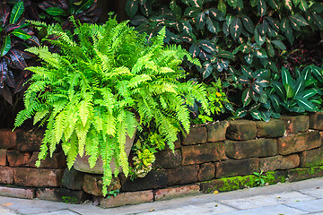 Image showing  green fern in garden