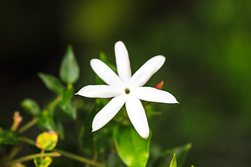 Image showing Jasmine or Arabian Jasmine in garden