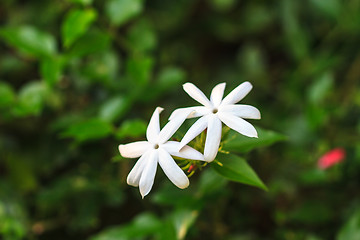 Image showing Jasmine or Arabian Jasmine in garden