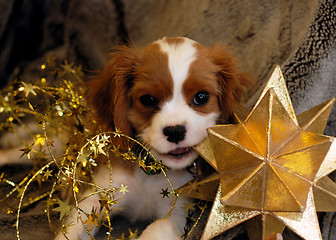 Image showing Christmas Puppy