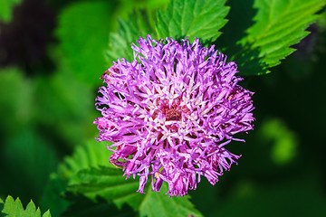 Image showing violet flower 