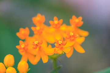 Image showing summer background with beautiful yellow flowers