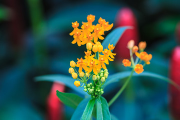 Image showing summer background with beautiful yellow flowers