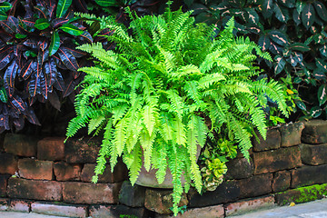 Image showing  green fern in garden