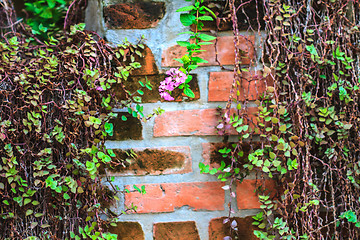 Image showing Green  Plant growing on a brick wall 