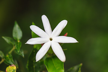 Image showing Jasmine or Arabian Jasmine in garden