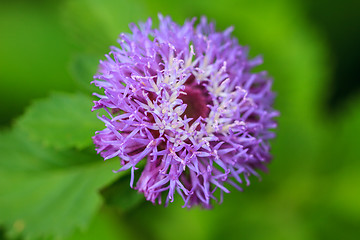 Image showing violet flower 