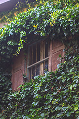 Image showing Green Plant growing on the window