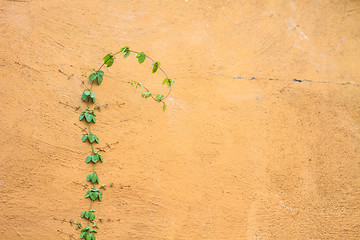 Image showing Green  Plant growing on a brick wall 