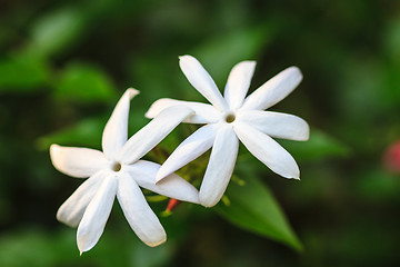 Image showing Jasmine or Arabian Jasmine in garden