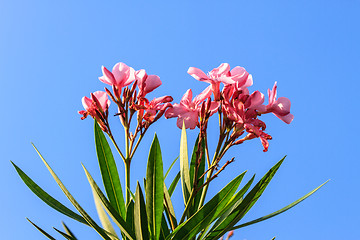 Image showing flowers on brue sky background