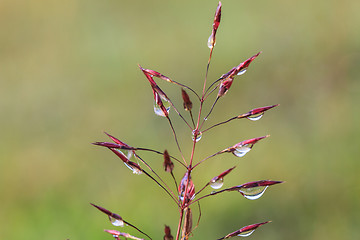 Image showing water drops on the green grass 