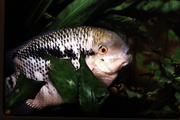 Image showing Male Flag Cichlid . Mesonauta festivus