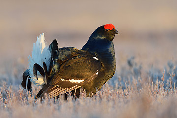 Image showing Black grouse at sunrise