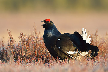 Image showing Black grouse calling