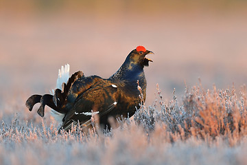 Image showing Black grouse shouting