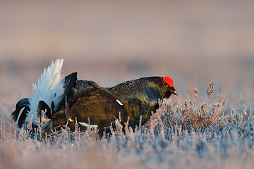 Image showing Black grouse lek