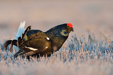 Image showing Black grouse lek