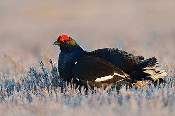 Image showing Black grouse in the bog