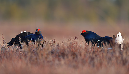 Image showing Black grouses in the bog