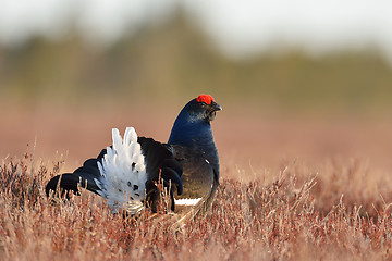 Image showing Black grouse in the bog