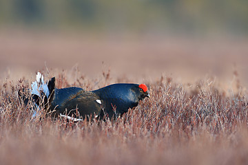 Image showing Black grouse lek in the bog