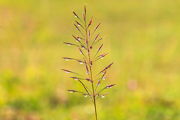 Image showing water drops on the green grass 