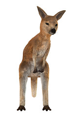 Image showing Joey